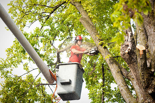 Best Commercial Tree Services  in Vado, NM